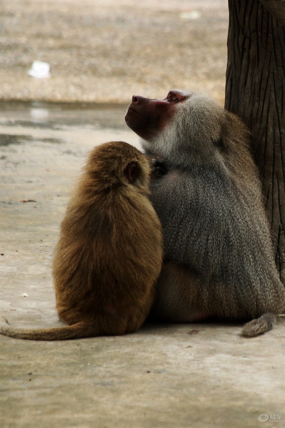 【高等猴类狒狒】_宠物当家论坛图片集锦_汽车论坛-易车网