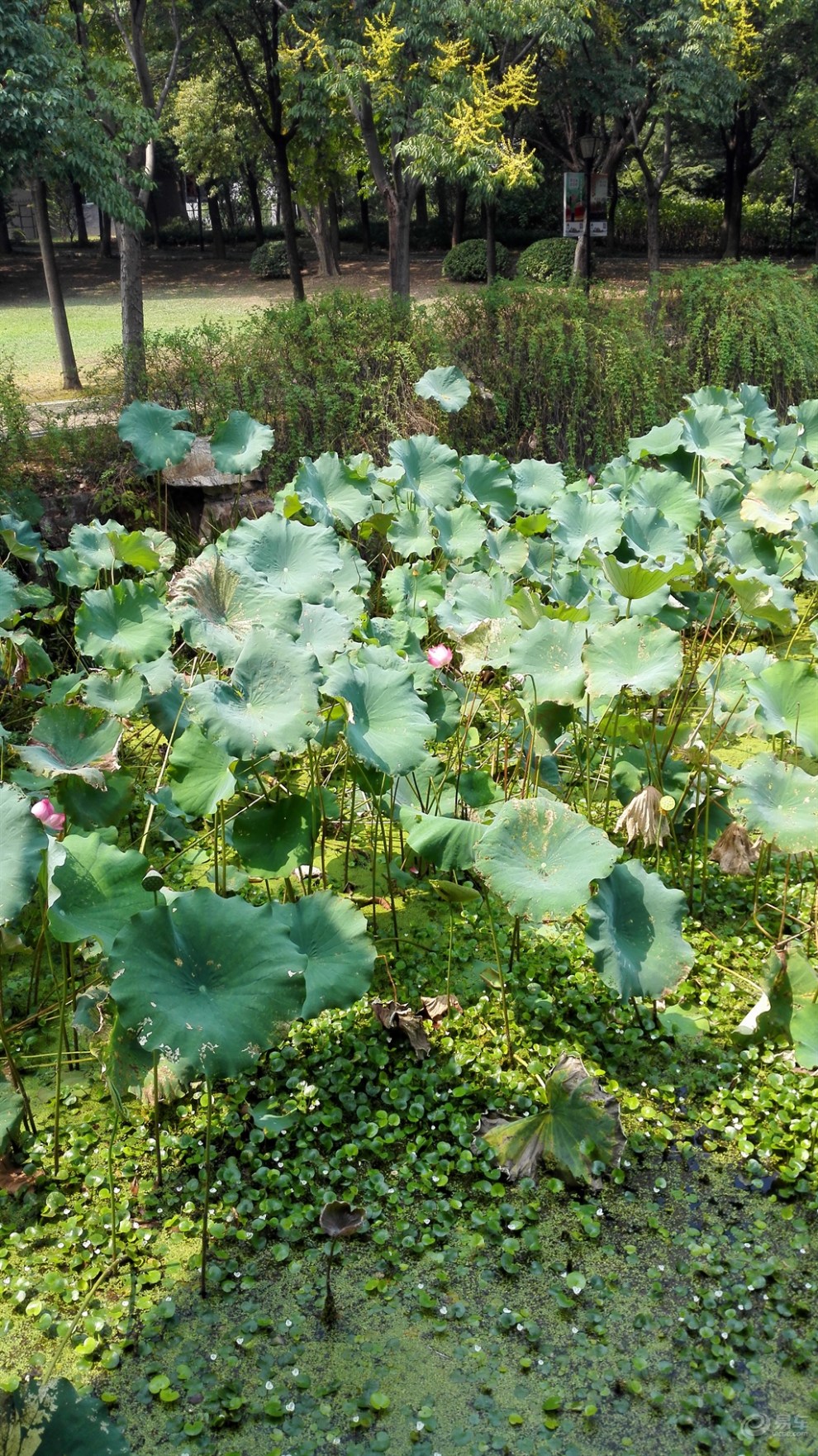 【精华大比拼】绿道上的小碧池