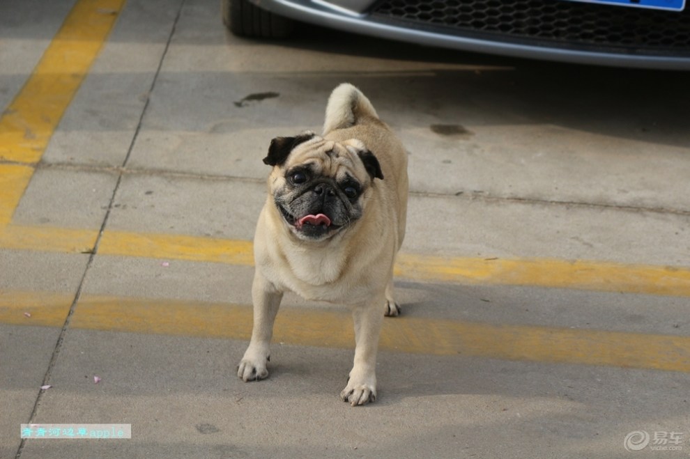 【欢乐萌宠第六季】憨头憨脑的虎子