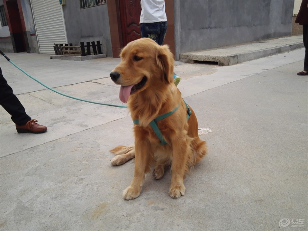 金毛犬