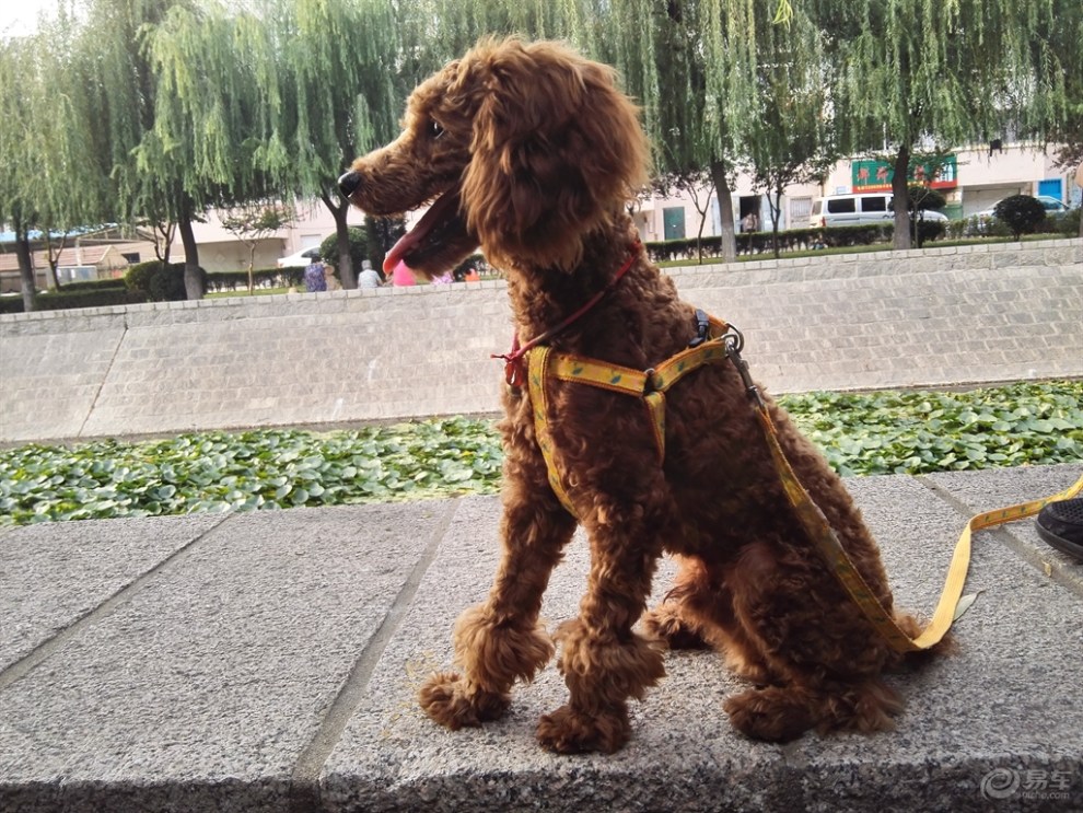 【欢乐萌宠第六季】穿靴子的小泰迪