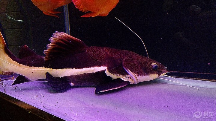 鱼缸里的大念鱼