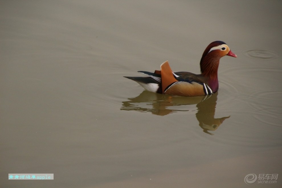【鸳鸯戏水】_宠物当家论坛图片集锦_汽车论坛-易车网