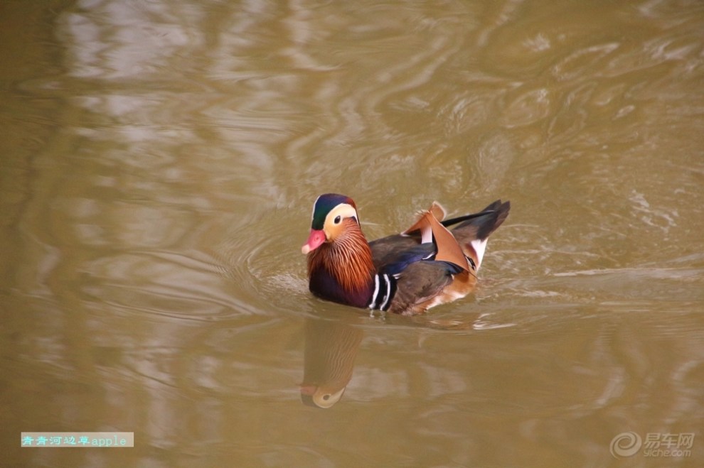 【鸳鸯戏水】_宠物当家论坛图片集锦_汽车论坛-易车网