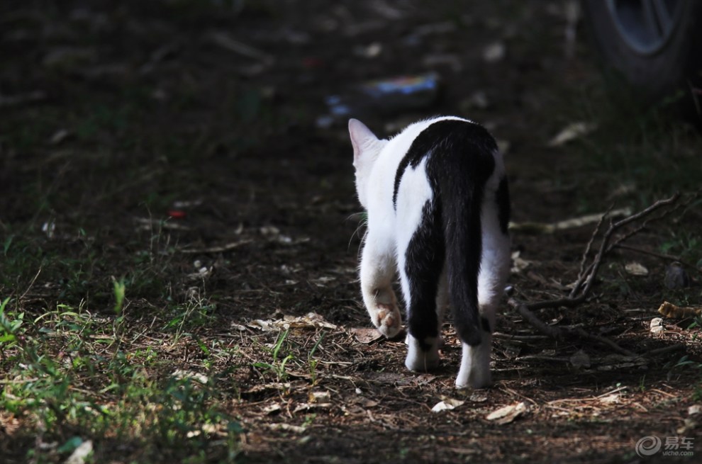 【欢乐萌宠第八季】玩耍的黑白花猫