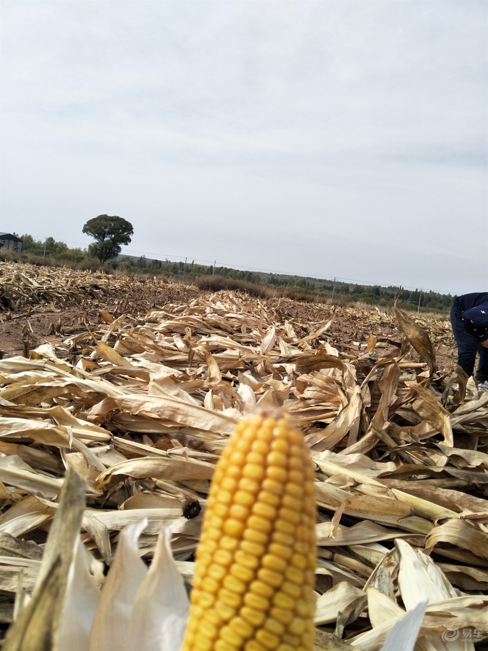 十一拔玉米