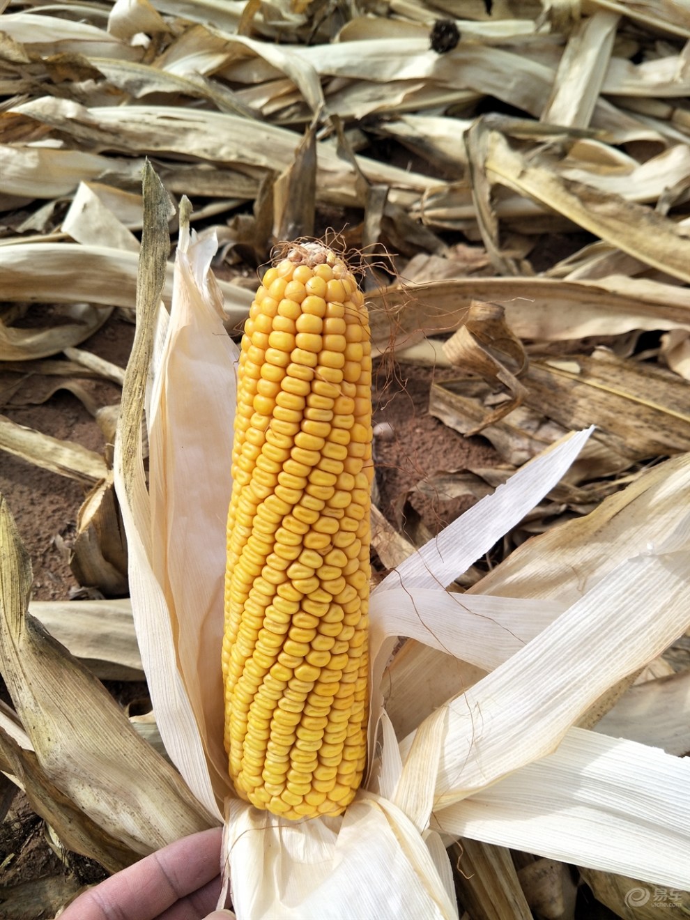 十一拔玉米