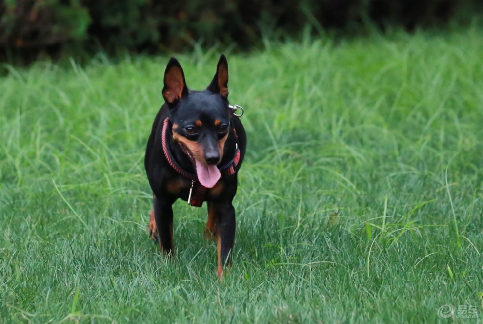 活潑的迷你杜賓犬