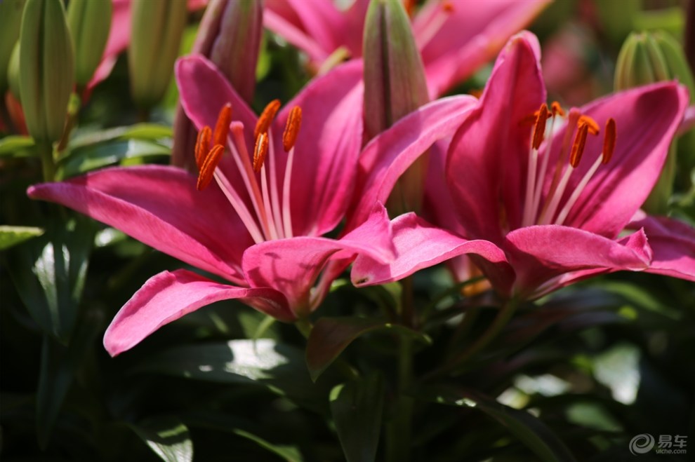 漂亮的狐尾百合