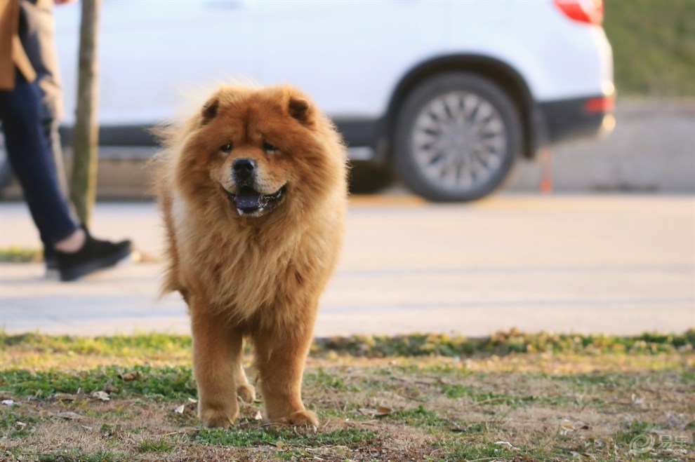 散步的鬆獅犬