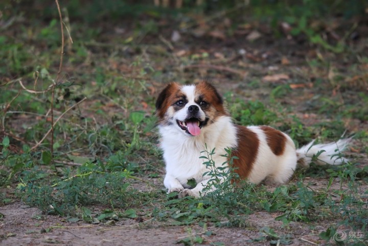 【欢乐萌宠第八季】玩耍的花狗