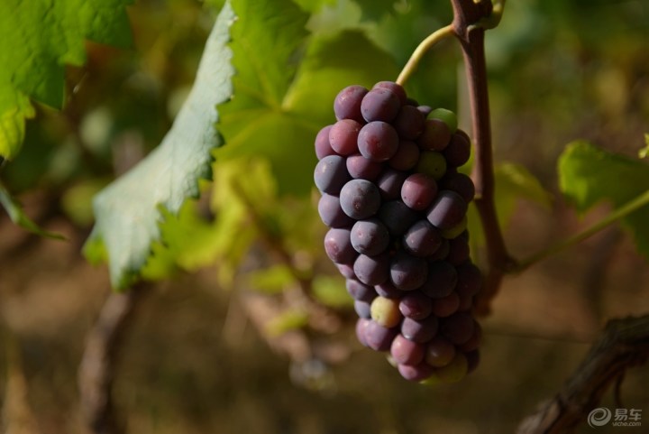 阿里地的冬葡萄熟了