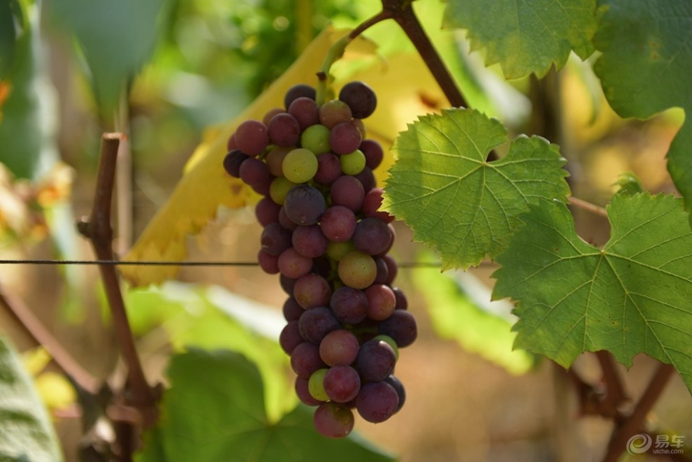 阿里地的冬葡萄熟了