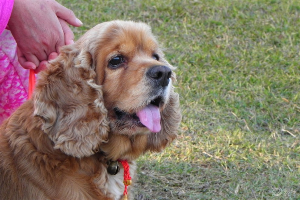 可卡獵鷸犬的特寫