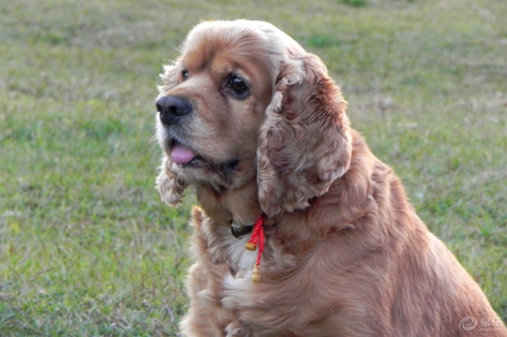 可卡猎鹬犬的特写