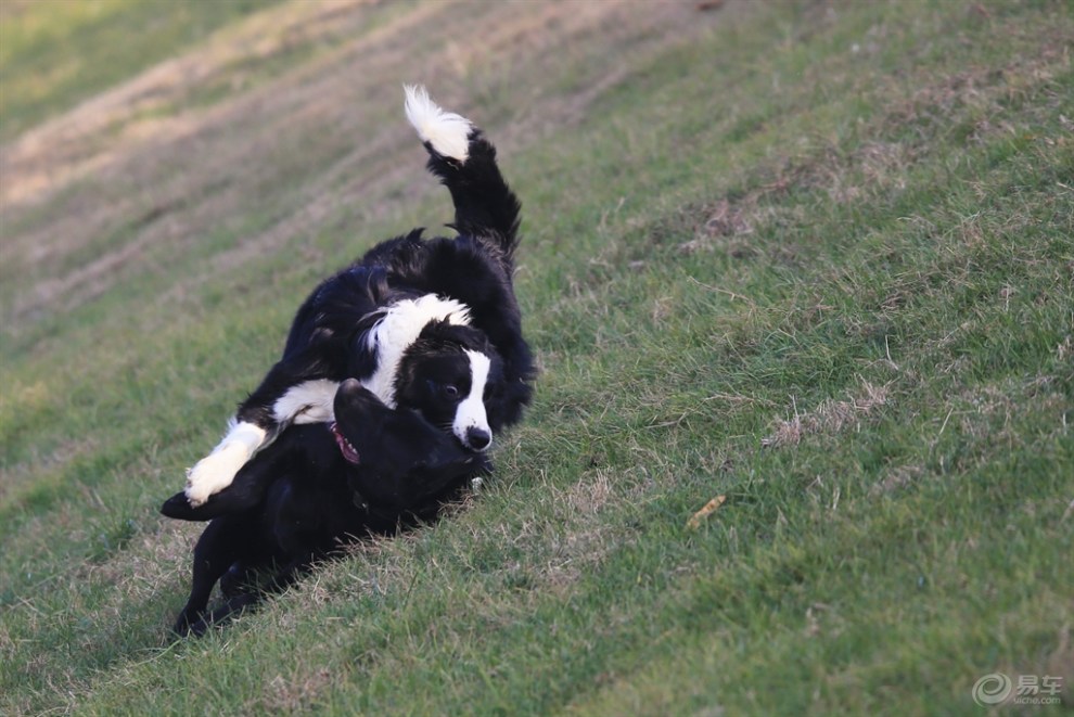 边牧和拉布拉多的嬉戏