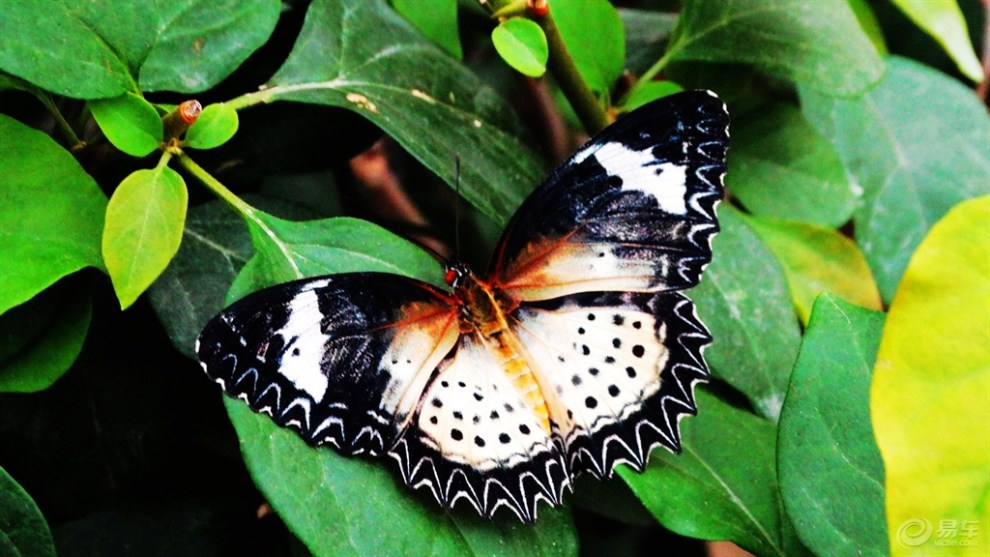 【精华大比拼】走进七彩蝶园,感受美丽而神奇的蝴蝶世界!