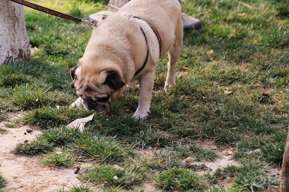 【欢乐萌宠第九季】出门在外的虎子