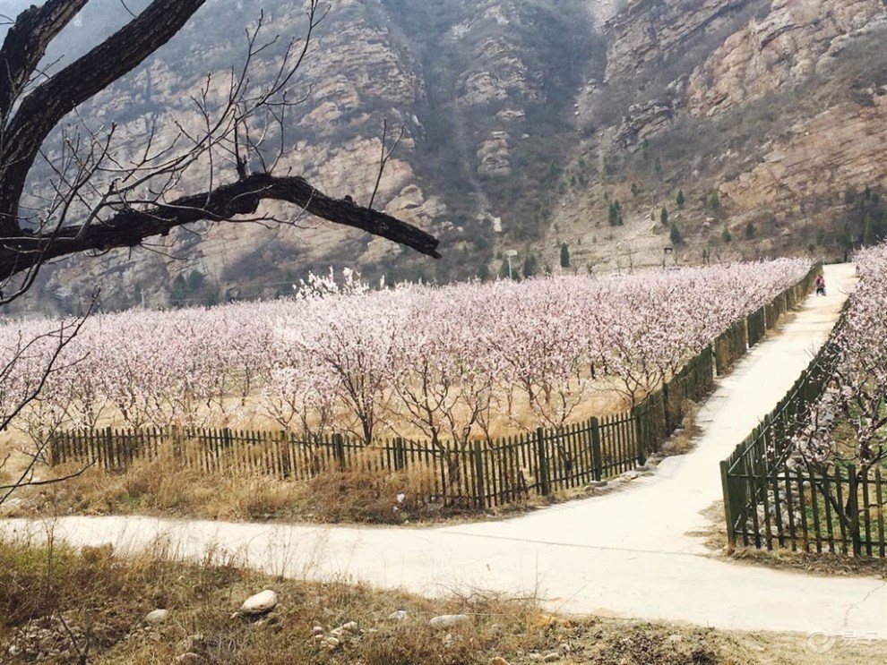 《北京劲悦团车友会》---平谷北寨万亩杏花怒放迎春