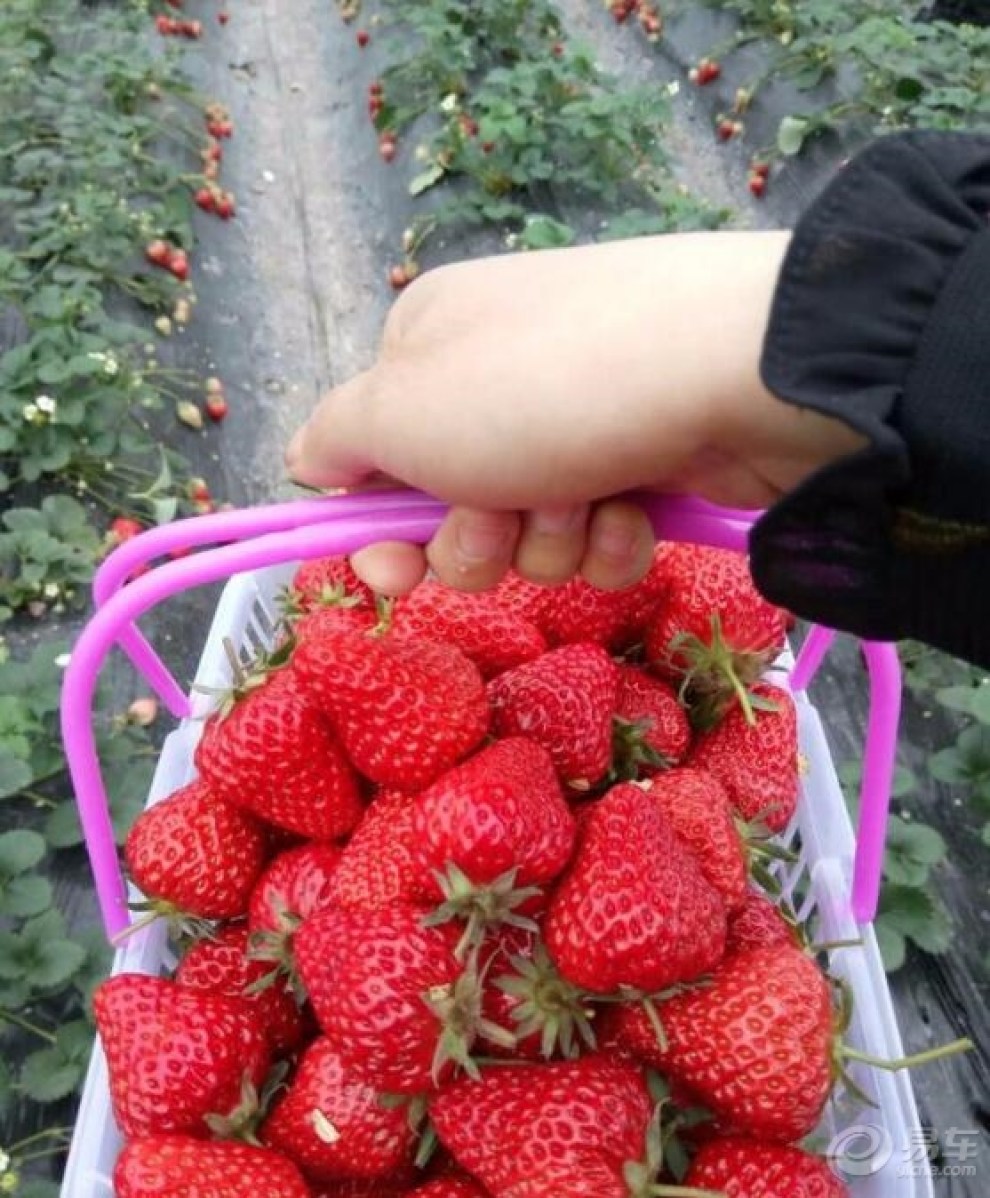 摘草莓的照片 真实图片