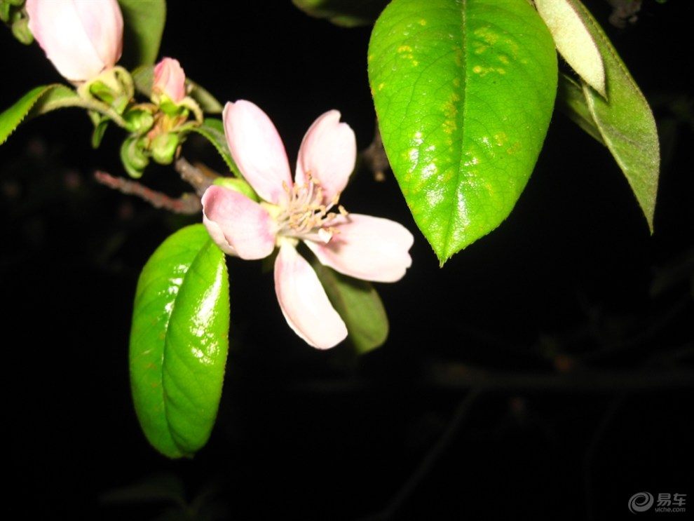 光皮木瓜花,光皮木瓜(第16页)_大山谷图库