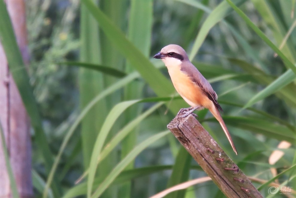 鳥中屠夫伯勞鳥