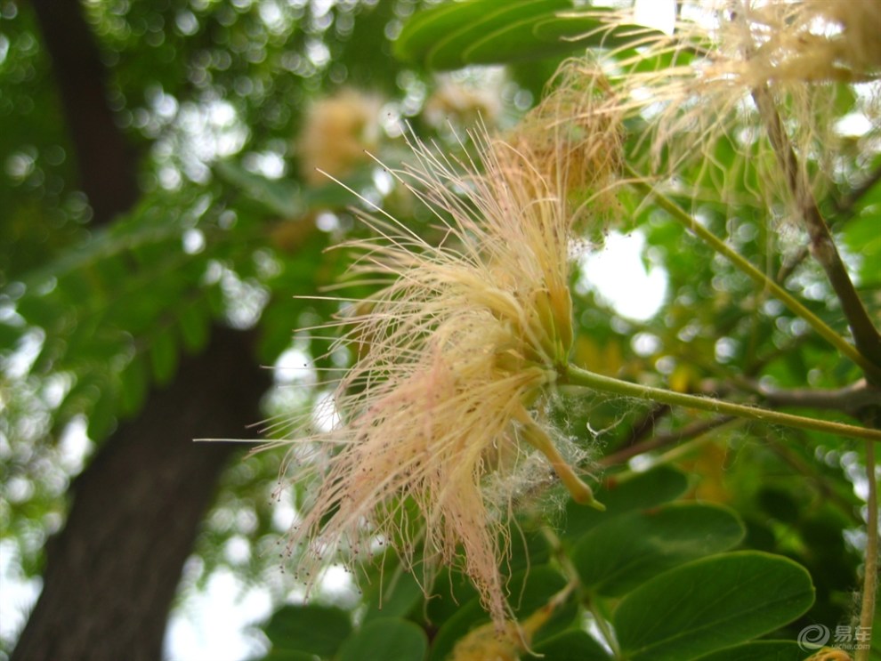 合歡樹花