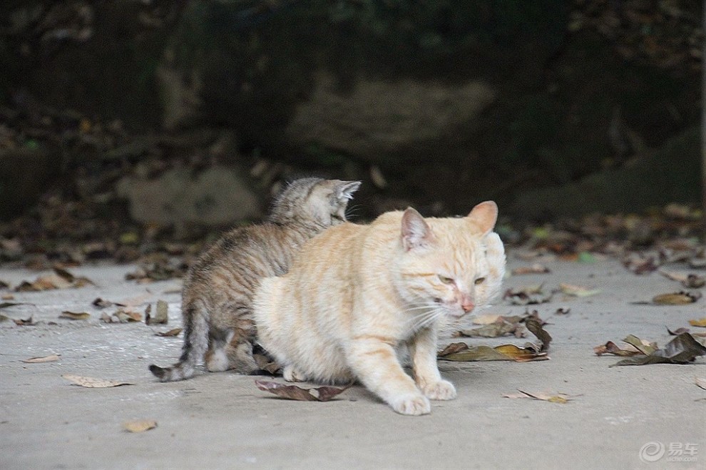 【精华大比拼】猫咪妈妈带着孩子在玩耍