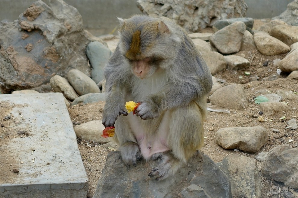 猴子在吃桃