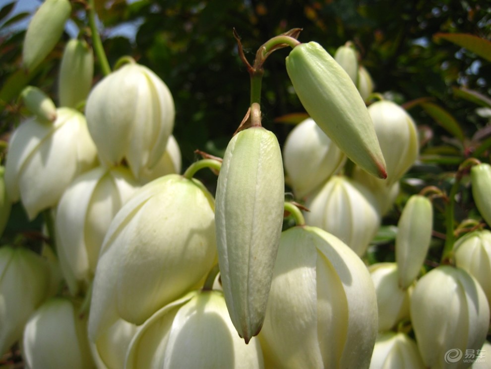 剑麻花开一串串