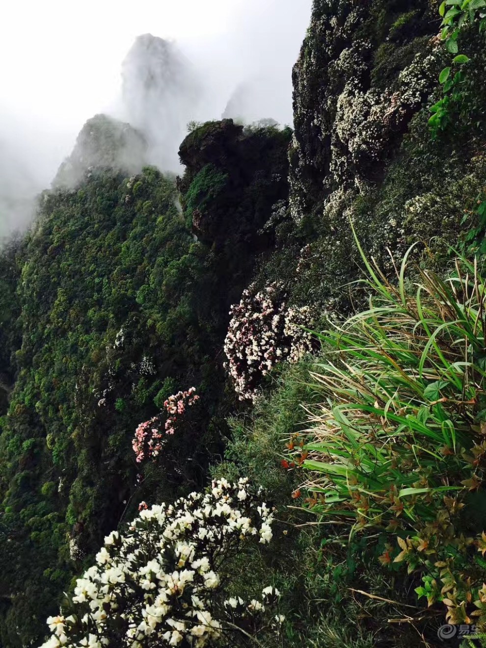 5月的聖堂山,我為杜鵑花而來,五星推薦線路!