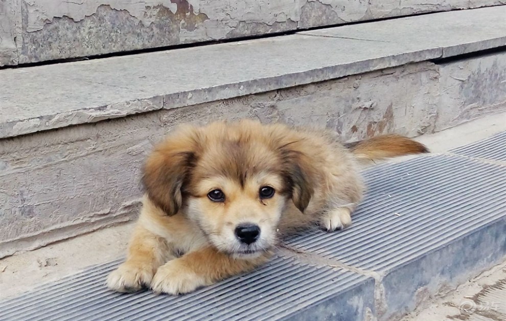 【【精华大比拼】狗娃子】_北京论坛图片集锦_汽车论坛-易车网