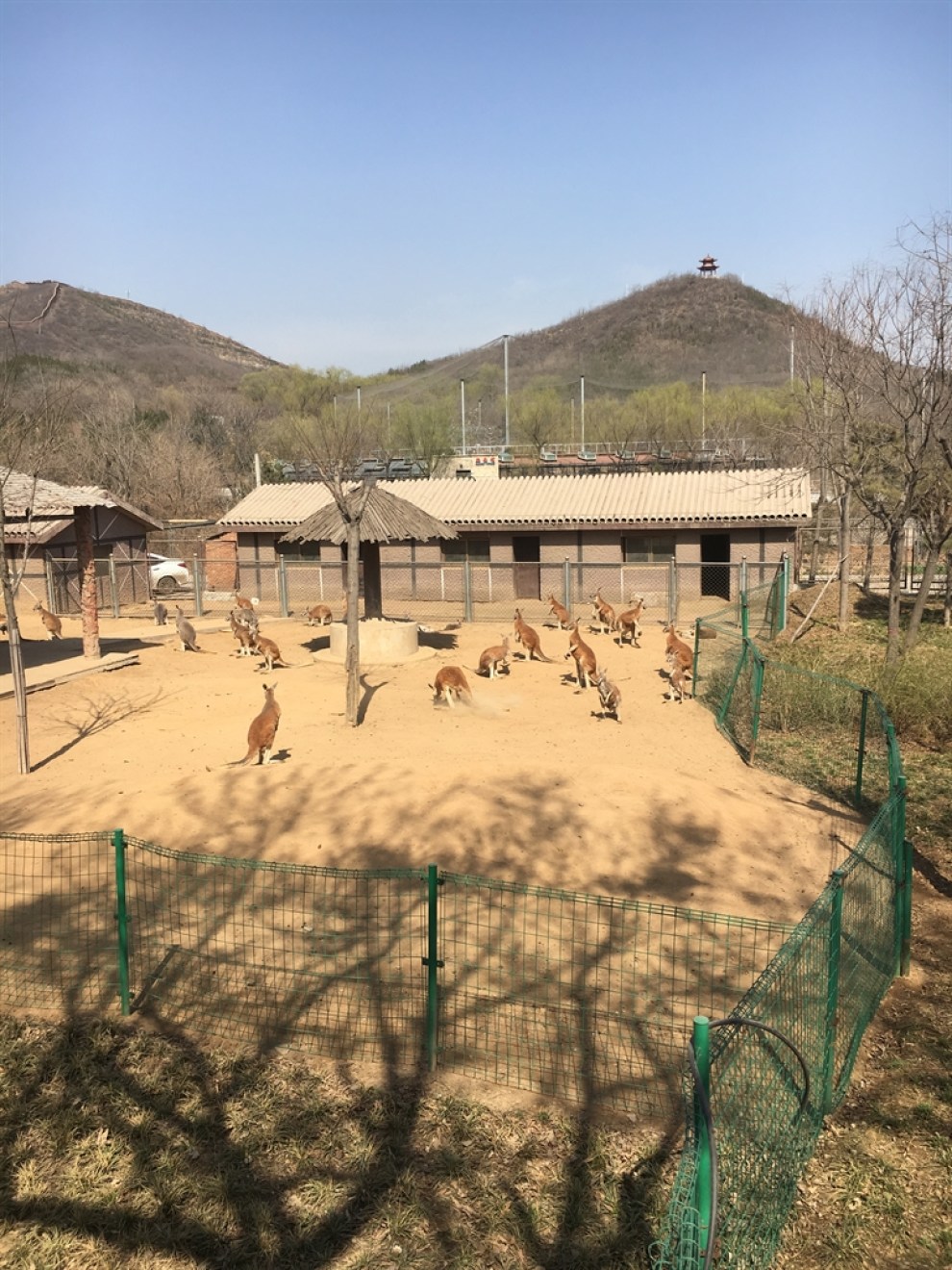 石家莊動物園