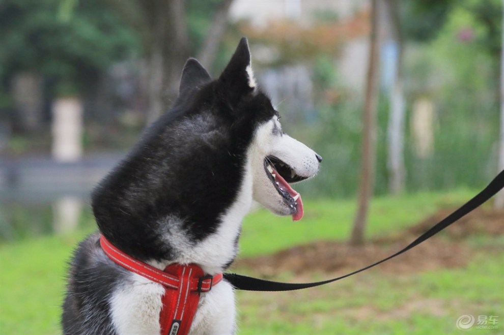 遛弯的哈士奇