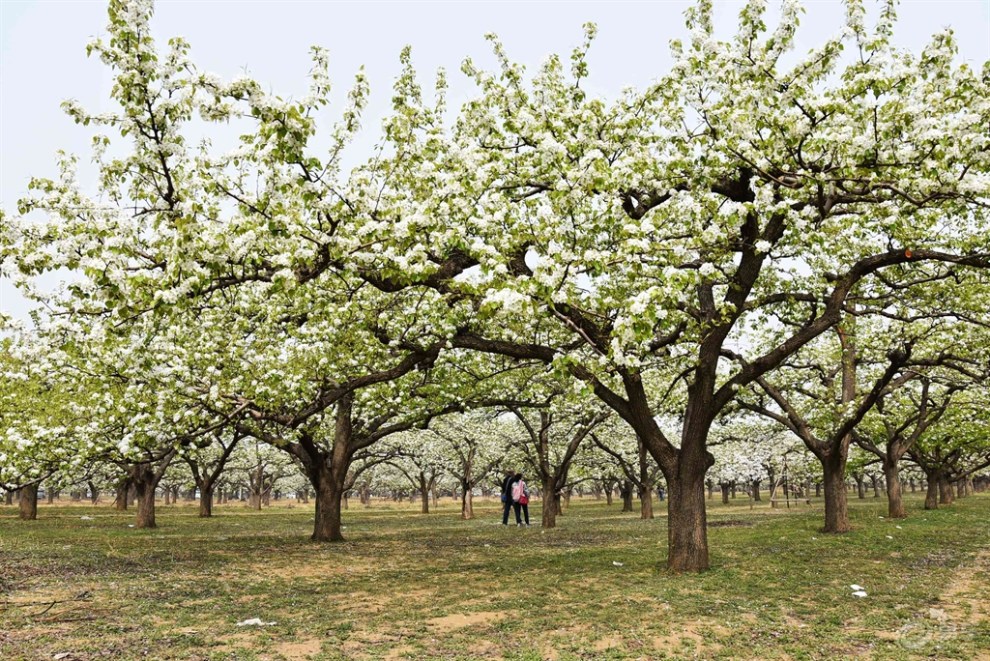 【自驾游记】京白梨大家族主题公园赏梨花