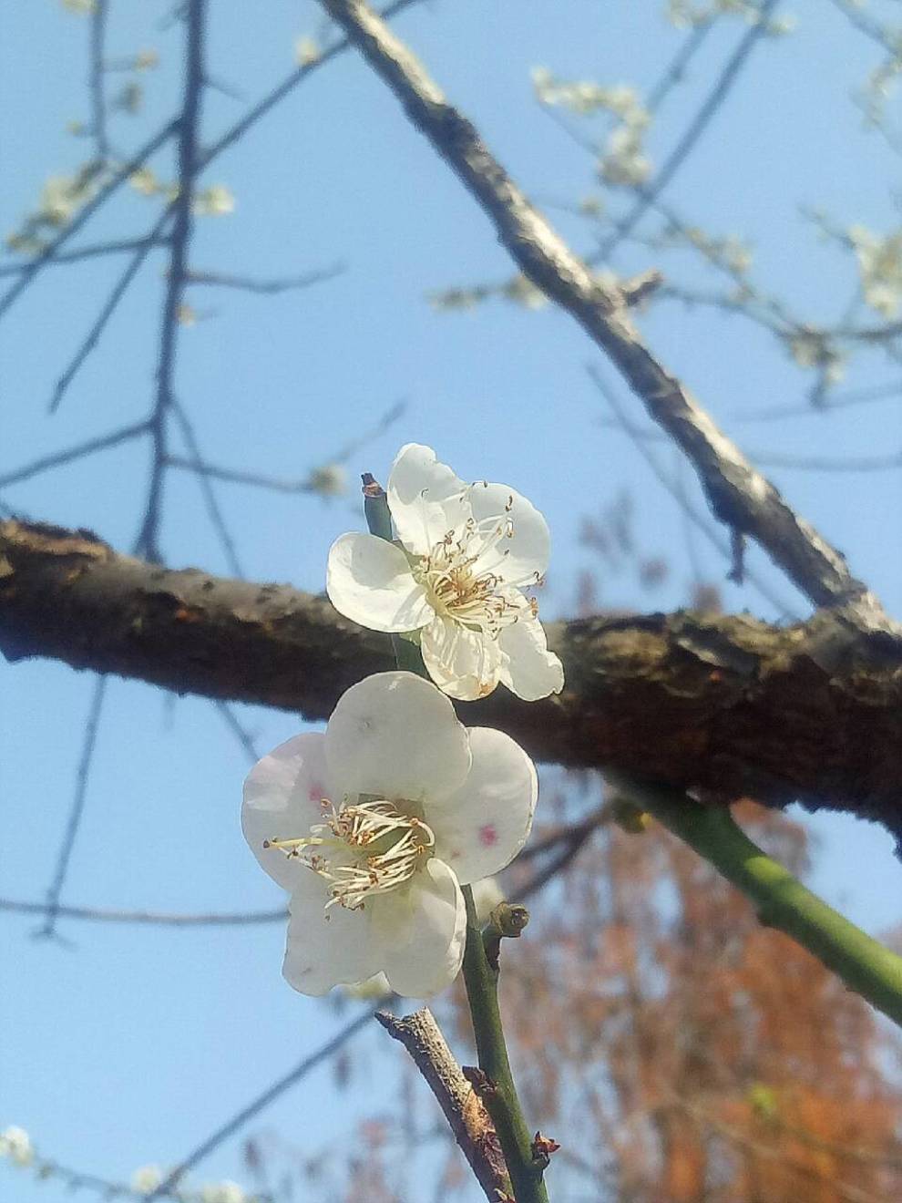 又見廣州香雪梅花開