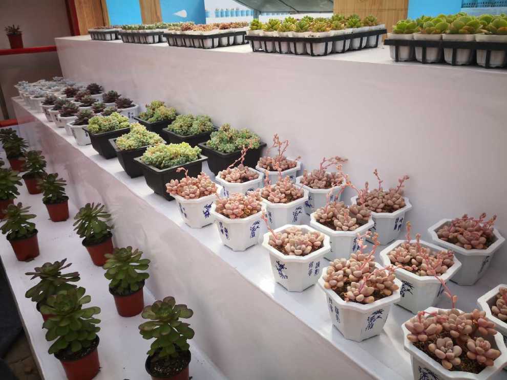 开着大白去看多肉展