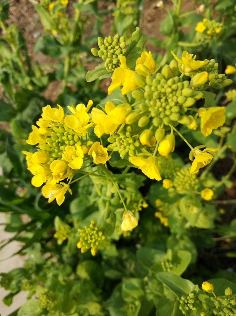 小白菜花
