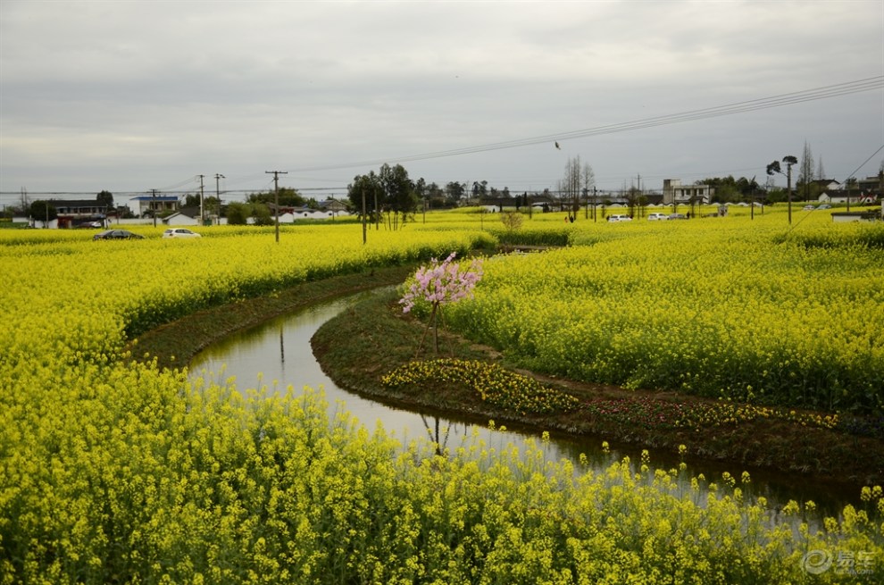 【四川cs35車友會】和平鴿·三月駕遊西高鎮看金黃油菜花