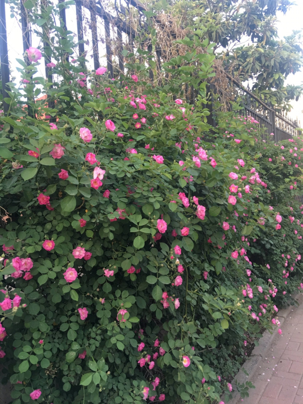 爬满墙头的蔷薇花,美爆了.