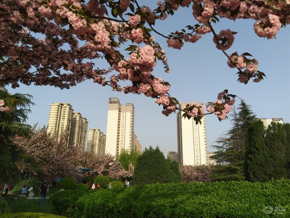 西安樱花广场图片