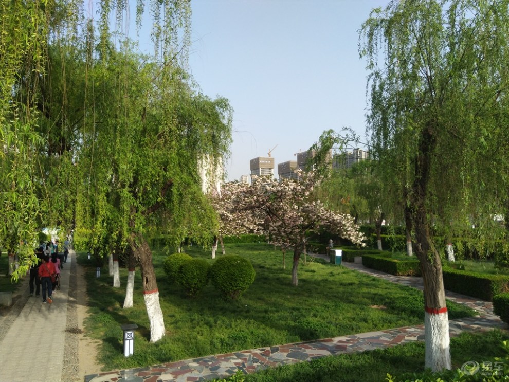 西安樱花广场图片图片