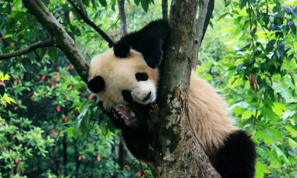 支持山西成都大熊猫繁育研究基地