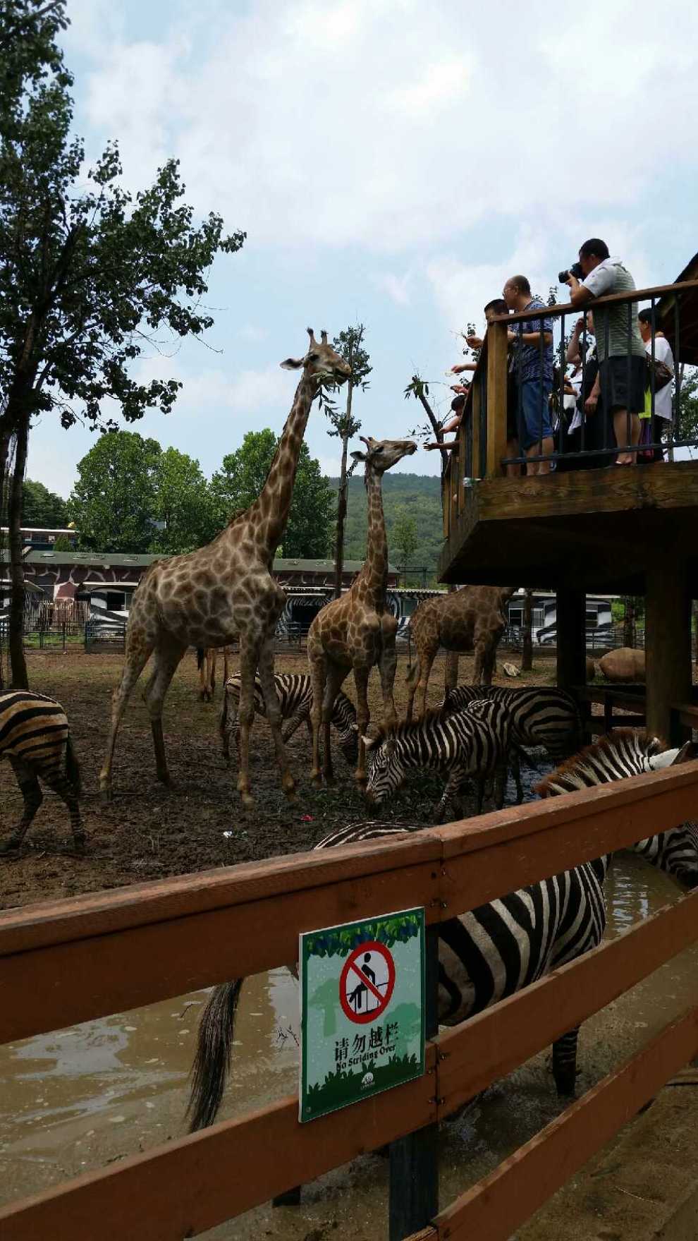 【辽宁长安车友俱乐部】大白带我们一起去森林动物园