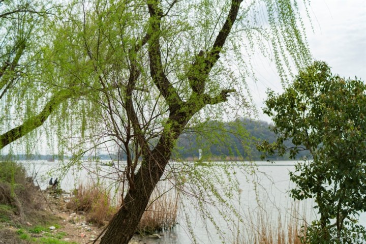 清风杨柳的图片大全,古风柳图片大全,清风明月图片大全_大山谷图库