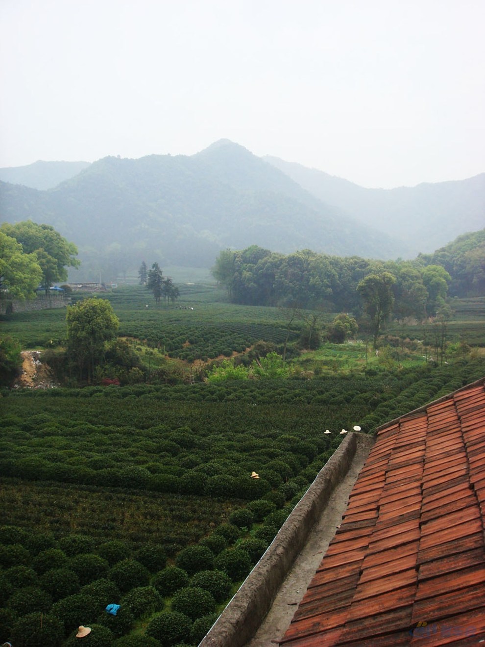 滬上人家 杭州龍塢茶村&西溪溼地--全紀錄