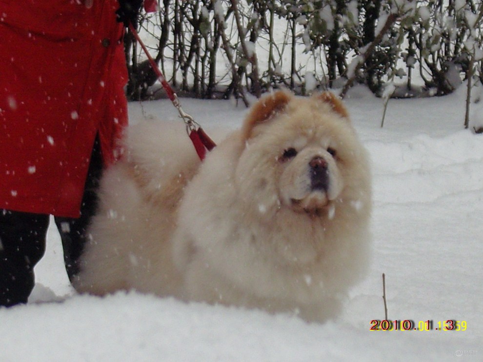 爱车与爱犬与雪共舞!