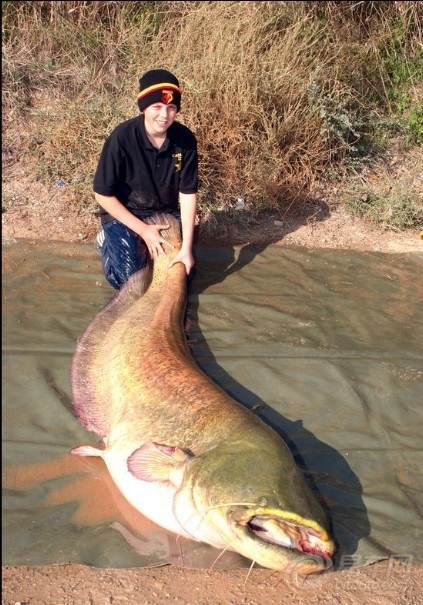 英国13岁男孩捕到180斤重大鲶鱼