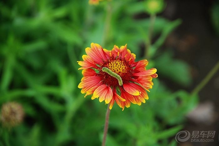 20110910_9f4aa9e1-c885-41ad-b87a-ba8014063692_990_0_max_jpg.jpg