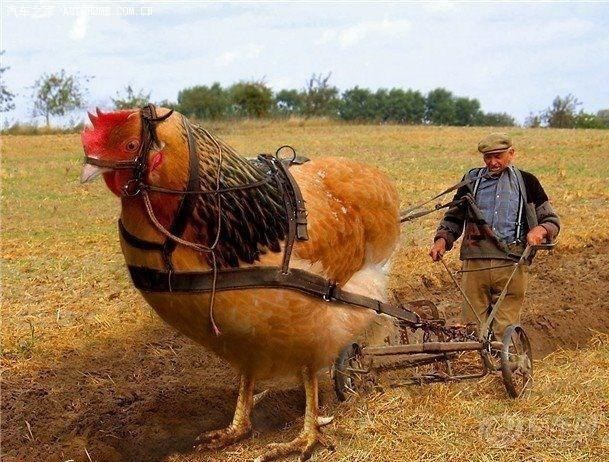 乖乖,这么大的鸡